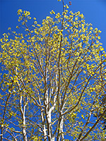 Aspen tree