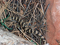 Arizona alligator lizard