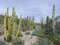 Saguaro and organ pipe