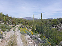 Baker Mine Trail