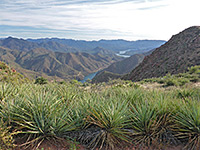 Banana yucca