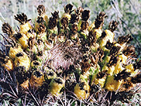 Fruit of a barrel cactus