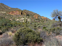 Bushes and rocks