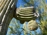 Cristate saguaro branch
