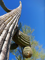 Tall saguaro