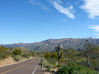 Saguaro by the road