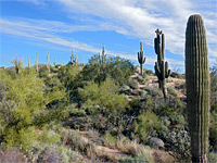 Group of saguaro