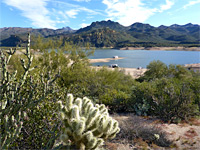 Cholla cacti