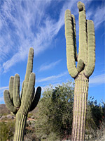 Two saguaro