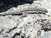 Well camouflaged lizard