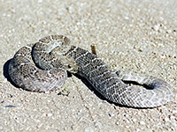 Western diamondback rattlesnake