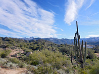 Cacti on the hills to the west