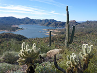 Saguaro and cholla