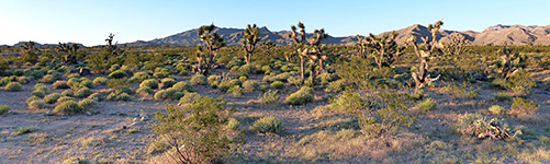 Joshua tree plain