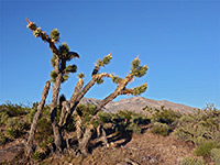 Leaning Joshua trees