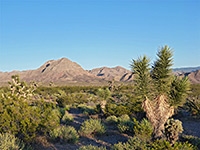 Young Joshua trees