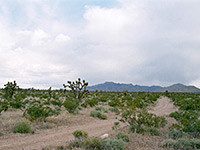 Road near Beaver Dam Wash