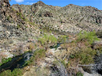 Bushes in the canyon