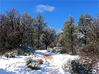 Pinyon-juniper trees