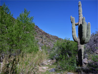 Saguaro cactus