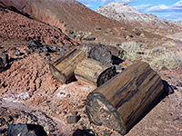 Petrified logs