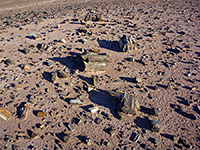 Petrified wood fragments