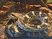 Black tailed rattlesnake