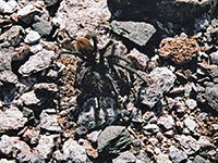 A desert tarantula