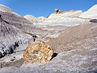 Isolated log