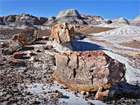 Petrified wood