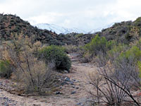Bushes