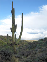 Saguaro