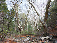 Trees at Bog Springs