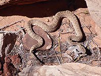 Rattlesnake