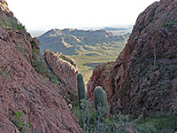 Saguaro in a ravine