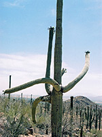 Branched saguaro