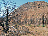 Burnt trees