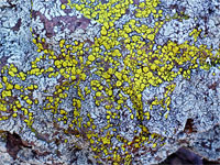 Lichen