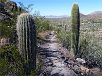 Saguaro by the trail