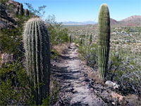 Brown Mountain Trail