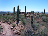 Cluster of saguaro