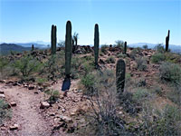 Cluster of saguaro