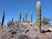Unbranched saguaro