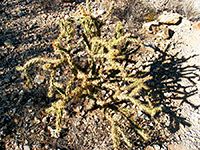 Yellowish cholla spines