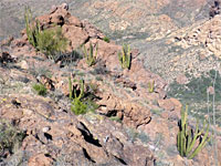 Group of organ pipes