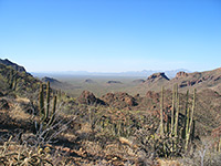 Cacti at Bull Pasture