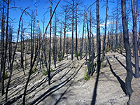 Burnt woodland