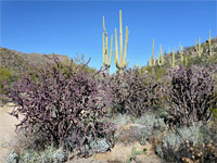 Cholla