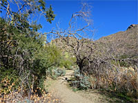 Wild Burro and Alamo Springs Trails