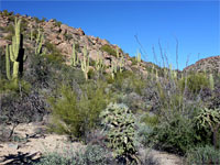 Wild Burro Canyon